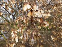 Javor ginnala - v zimě (Acer ginnala)