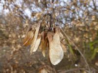 Javor ginnala - suchý plod (Acer ginnala)