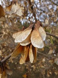 Javor amurský - suchý plod (Acer ginnala)