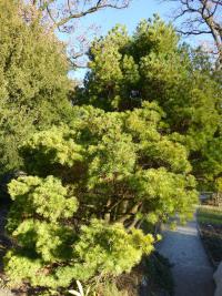 Borovice vejmutovka (Pinus strobus Radiata)