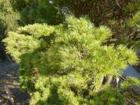 Borovice vejmutovka (Pinus strobus Radiata)