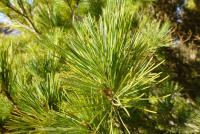 Borovice vejmutovka (Pinus strobus Radiata)
