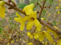 Zlatice převislá (Forsythia suspensa var sieboldii)