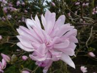 Šácholan hvězdnatý