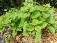 Hluchavka šalvějová (Lamium orvala)