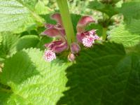 Hluchavka šalvějová (Lamium orvala)