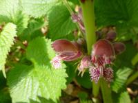 Hluchavka šalvějová (Lamium orvala)