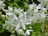 Trojpuk štíhlý (Deutzia gracilis)