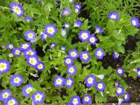 Svlačec trojbarevný (Convolvulus tricolor)