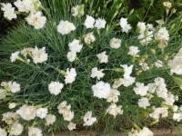 Karafiát zahradní 'Floristan White' (Dianthus caryophyllus)