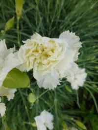 Karafiát zahradní 'Floristan White' (Dianthus caryophyllus)