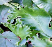 Jelení jazyk celolistý 'Lacerata Kaye' (Asplenium scolopendrium)