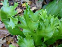 Jelení jazyk celolistý 'Lacerata Kaye' (Asplenium scolopendrium)