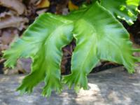 Jelení jazyk celolistý 'Lacerata Kaye' (Asplenium scolopendrium)