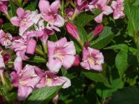 Weigelie růžová (Weigela florida)