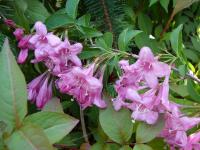 Weigelie růžová (Weigela florida)