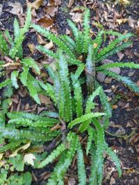 Jelení jazyk celolistý 'Undulata' (Asplenium scolopendrium)
