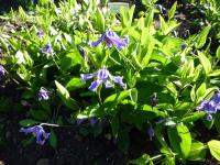 Plamének celolistý (Clematis integrifolia)