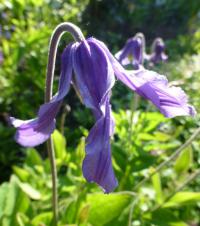 Plamének celolistý (Clematis integrifolia)
