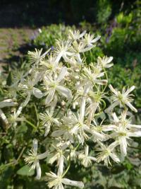 Plamének přímý (Clematis recta)