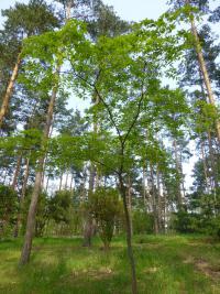 Zelkova pilovitá (Zelkova serrata)