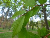 Zelkova pilovitá (Zelkova serrata)