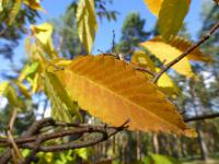 Zelkova pilovitá - podzimní list (Zelkova serrata)
