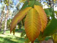 Zelkova pilovitá - podzimní zbarvení (Zelkova serrata)