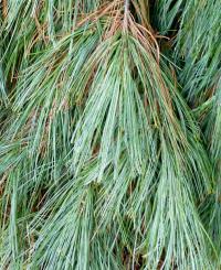 Borovice vejmutovka 'pohorská' (Pinus strobus x monticola  Pendula)