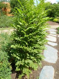 Lékořice lysá (Glycyrrhiza glabra)