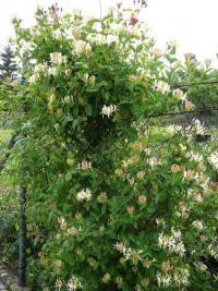 Zimolez ovíjivý (Lonicera periclymenum)