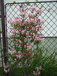 Zimolez ovíjivý (Lonicera periclymenum)