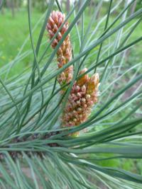 Borovice těžká (Pinus ponderosa)