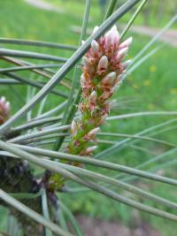 Borovice těžká - nový přírůstek (Pinus ponderosa)