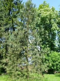 Borovice žlutá (Pinus ponderosa)