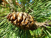 Borovice žlutá (Pinus ponderosa)