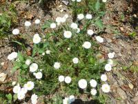 Rmenec sličný 'Ligulosum' (Chamaemelum nobile)