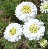 Rmenec sličný 'Ligulosum' (Chamaemelum nobile)