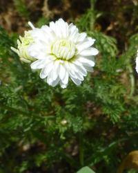 Rmenec sličný 'Ligulosum' (Chamaemelum nobile)