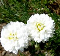 Rmenec sličný 'Ligulosum' (Chamaemelum nobile)