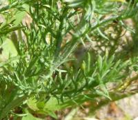 Rmenec sličný 'Ligulosum' (Chamaemelum nobile)