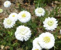 Rmenec sličný 'Ligulosum' (Chamaemelum nobile)
