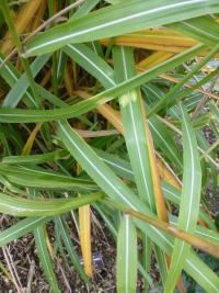 Ozdobnice čínská 'Zweizebri' (Miscanthus sinensis)