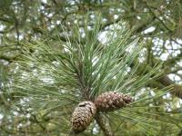 Borovice těžká - větévka se šiškami (Pinus ponderosa subsp scopulorum)