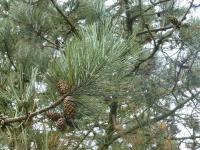 Borovice těžká (Pinus ponderosa subsp scopulorum)