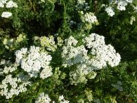 Řebříček sličný (Achillea nobilis)
