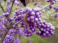 Krásnoplodka Bodinierova 'Profusion' (Callicarpa bodinieri)