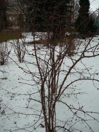 Kalina vonná - zimní habitus (Viburnum farreri)