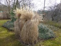 Ozdobnice čínská 'Silber Spine' - ochrana v zimě (Miscanthus sinensis)