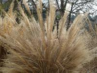 Ozdobnice čínská 'Silber Spine' (Miscanthus sinensis)
